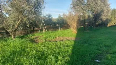 Rustic house in Fuente Palmera photo 22