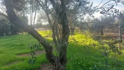 Rustic house in Fuente Palmera photo 25