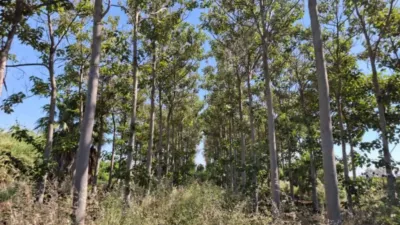 Terreno en venta en Pego - Más