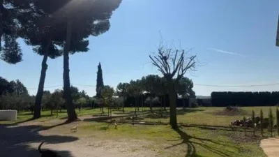 Miniatura 11