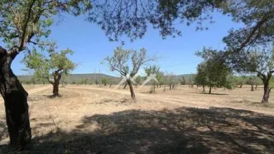 Rustic Finca in Sa Casa Blanca photo 21