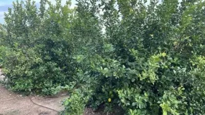 Terreno en venta en Matola-La Foia-Las Bayas-La Marina - Vista 4