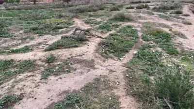 Pis – Elx / Elche, la Vila, el Baix Vinalopó - Vista 4