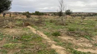 Pis – Elx / Elche, la Vila, el Baix Vinalopó - Vista 5