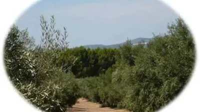 Chalet in Onil photo 16