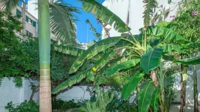 Apartment in Pere Garau photo 3