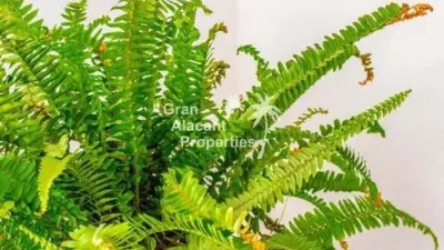 Piso en Gran Alacant photo 29