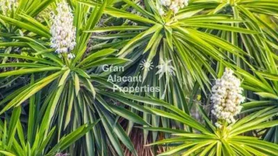 Apartment in Gran Alacant photo 4