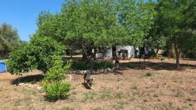 Chalet in Algaida photo 34