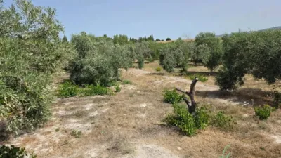 Rustic property in Arcos de la Frontera photo 26