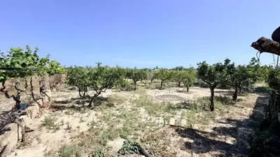 Pis – Elx / Elche, Regs del Porvenir, la Marina - Vista 3