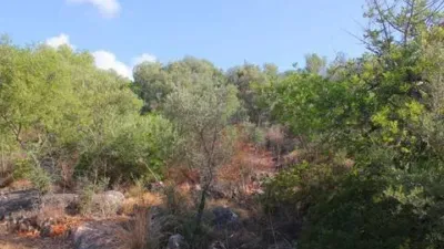 Rustic house in Bunyola photo 77