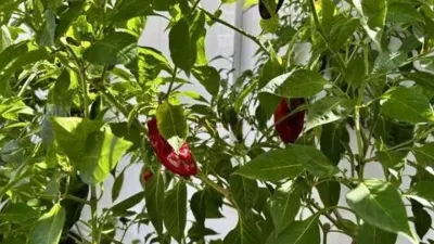 Chalet on Casco S-N Street photo 31