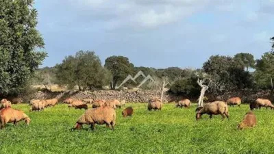 Rustic property in Algaida photo 29