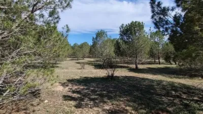 Rustic property in Yecla photo 15