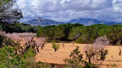 Rustic house in Sax photo 12