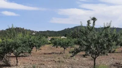 Rustic property in Yecla photo 12