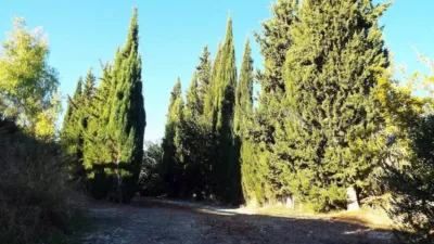 Rustic house in Abanilla photo 15