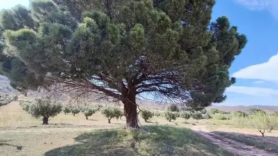 Rustic property in Yecla photo 6