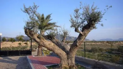 Chalet in Abanilla photo 28