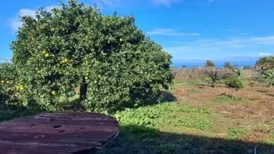 Rustic property in Tacoronte photo 14