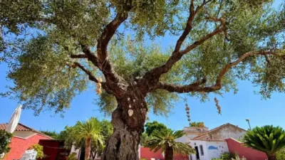 Chalet in Arcos de la Frontera photo 36