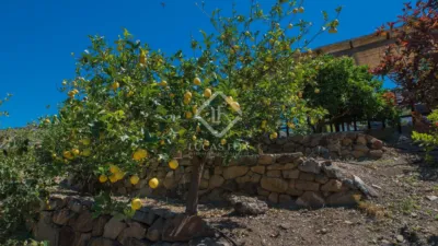 Rustic Finca in Alcaucín photo 4