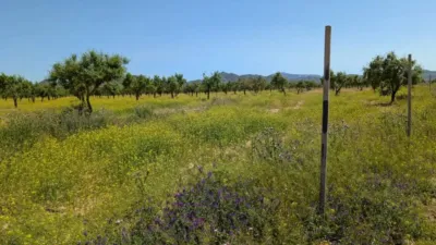 Rustic house in Fuente Álamo de Murcia photo 46