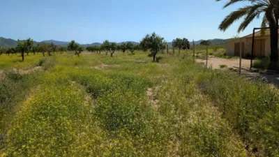 Rustic house in Fuente Álamo de Murcia photo 47