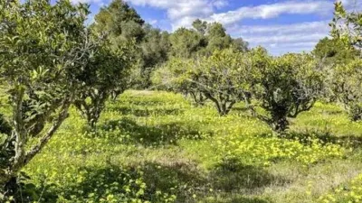 Rustic house in Son Servera photo 21