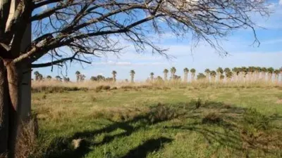 Piso – Elx / Elche, Regs del Porvenir, la Marina - Más