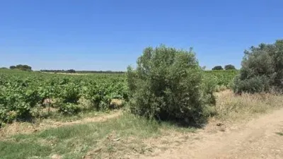 Rustic property in Villarrobledo photo 29