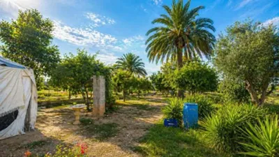 Terreno en venta en Catral - Vista 3
