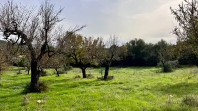 Rustic house in Campanet photo 3