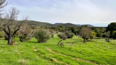 Rustic house in Campanet photo 2