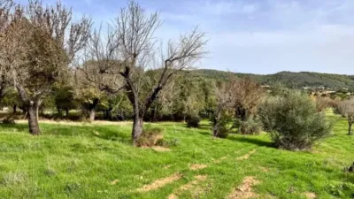 Rustic house in Campanet photo 6