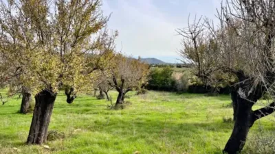 Rustic house in Campanet photo 9