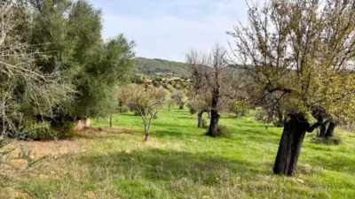 Rustic house in Campanet photo 10