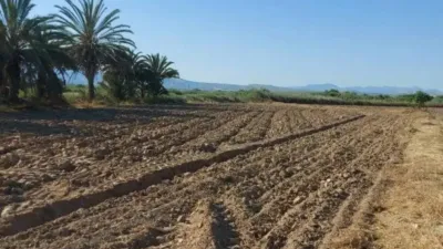 Terreno en venta en Catral - Más