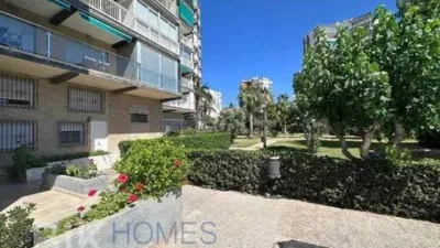 Pis – Orihuela, Mil Palmeras - Vista 5