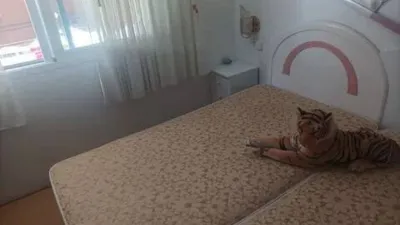 Apartment in Poble de Llevant photo 12