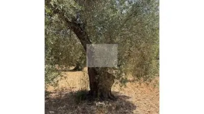 Rustic house in Horta de Sant Joan photo 18