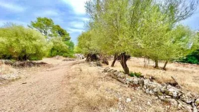 Rustic property in Ciutat d'Alcúdia photo 26