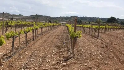 Terreno en venta en Monforte del Cid - Vista 5