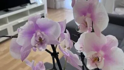 Piso en alquiler en Carrer d'Entença, cerca de Gran Via de les Corts Catalanes - Imagen 19