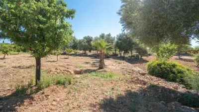 Rustic house in Alaró photo 24