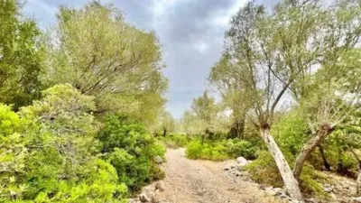 Rustic property in Ciutat d'Alcúdia photo 8