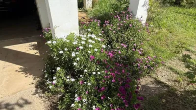 Rustic house in Cortijo de La Torre photo 3