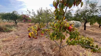 Rustic house in La Hoya-Almendricos-Purias photo 33