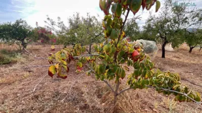 Rustic house in La Hoya-Almendricos-Purias photo 8